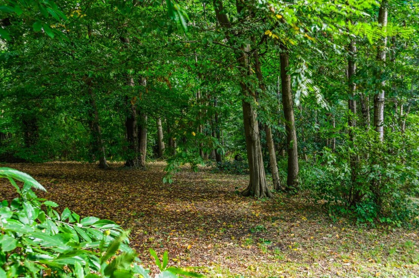 Images for Woodchurch Road, Tenterden, TN30 EAID:4216876937 BID:70d66595-8873-4a77-aef9-15962f379483